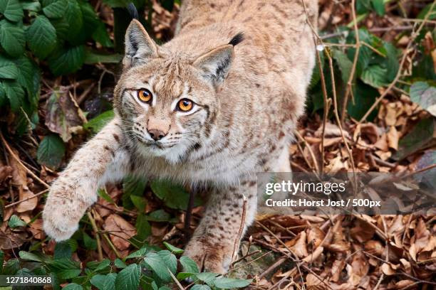 high angle view of cat on field, neuschnau, germany - eurasischer luchs stock-fotos und bilder