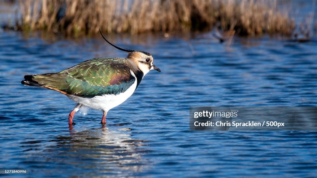 Close-Up Of Bird Perching On Water, Overcombe, United Kingdom