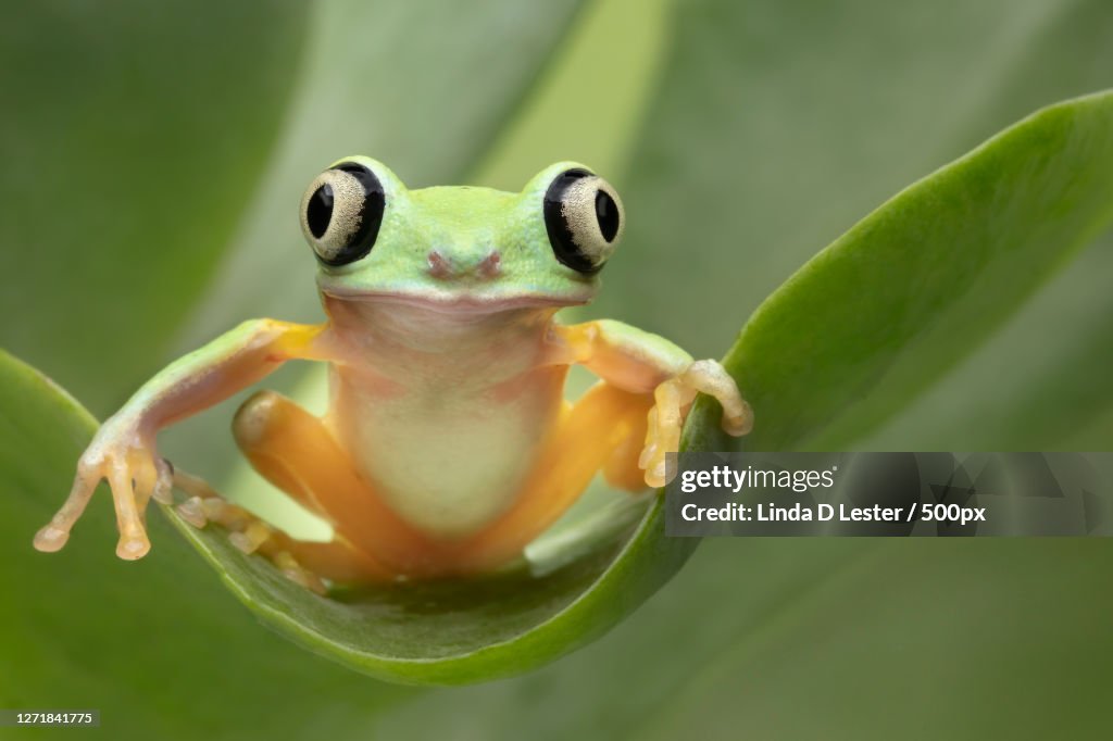 Close-Up Of Frog On Leaf, Canton, United States