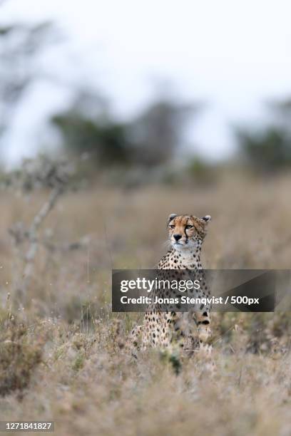 a cheetah is walking in a field, nanyuki, kenya - nanyuki stock pictures, royalty-free photos & images