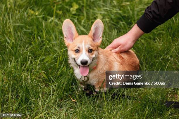 cropped hand of person petting dog on grassy field, moscow, russia - pembroke welsh corgi puppy foto e immagini stock