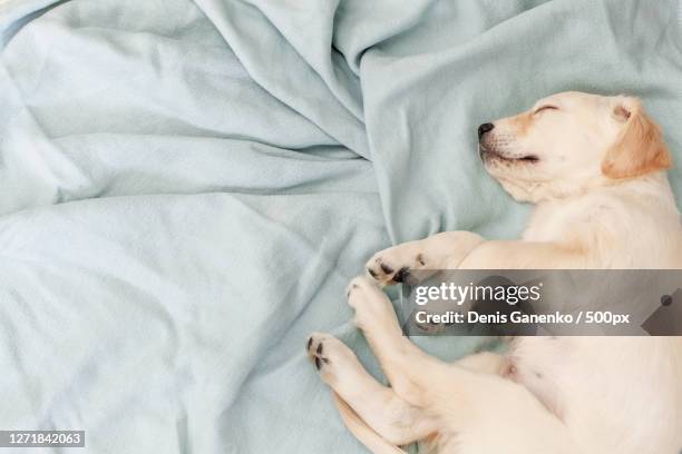 high angle view of dog sleeping on bed, moscow, russia - golden retriever dog bed stock pictures, royalty-free photos & images