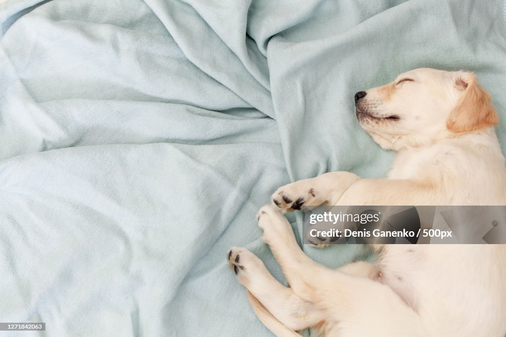 High Angle View Of Dog Sleeping On Bed, Moscow, Russia
