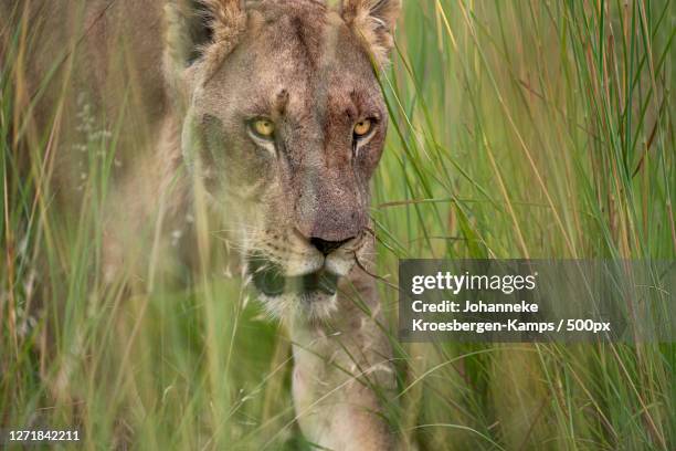 close-up of lion on field - lion hunting stock pictures, royalty-free photos & images