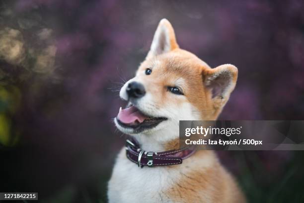 close-up of dog looking away, krakw, poland - shiba inu fotografías e imágenes de stock