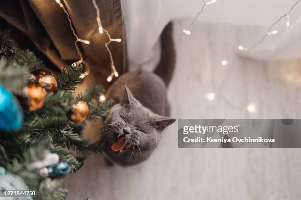 cute grey tabby kitten investigating the decorations on a christmas tree - cat with red hat foto e immagini stock