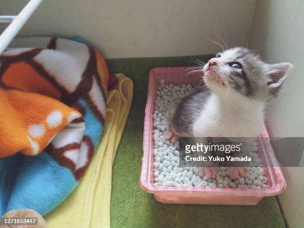 tabby kitten urinating in a portable cat toilet - pistazie stockfoto's en -beelden
