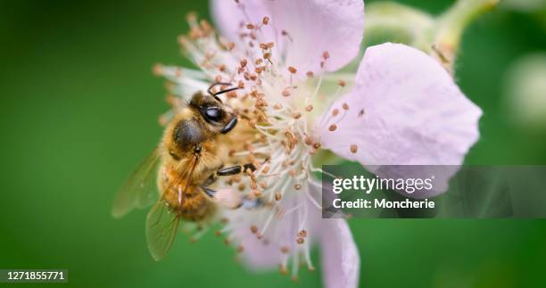 a worker bee flying and collecting pollen from the blackberry blossoms in the nature - apple blossom stock pictures, royalty-free photos & images