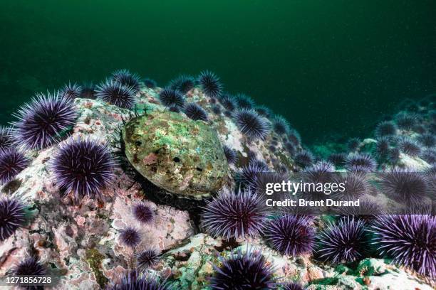 red abalone and purple sea urchins - abalone ストックフォトと画像