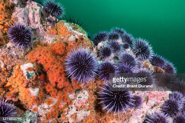 purple sea urchins and corynactis - sea urchin stockfoto's en -beelden