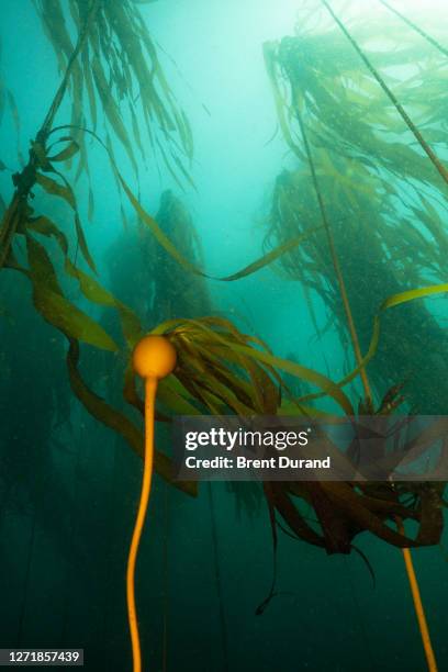 bull kelp forest in mendocino california - kelp stock-fotos und bilder