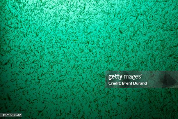 fish fry in green water - krill stock pictures, royalty-free photos & images