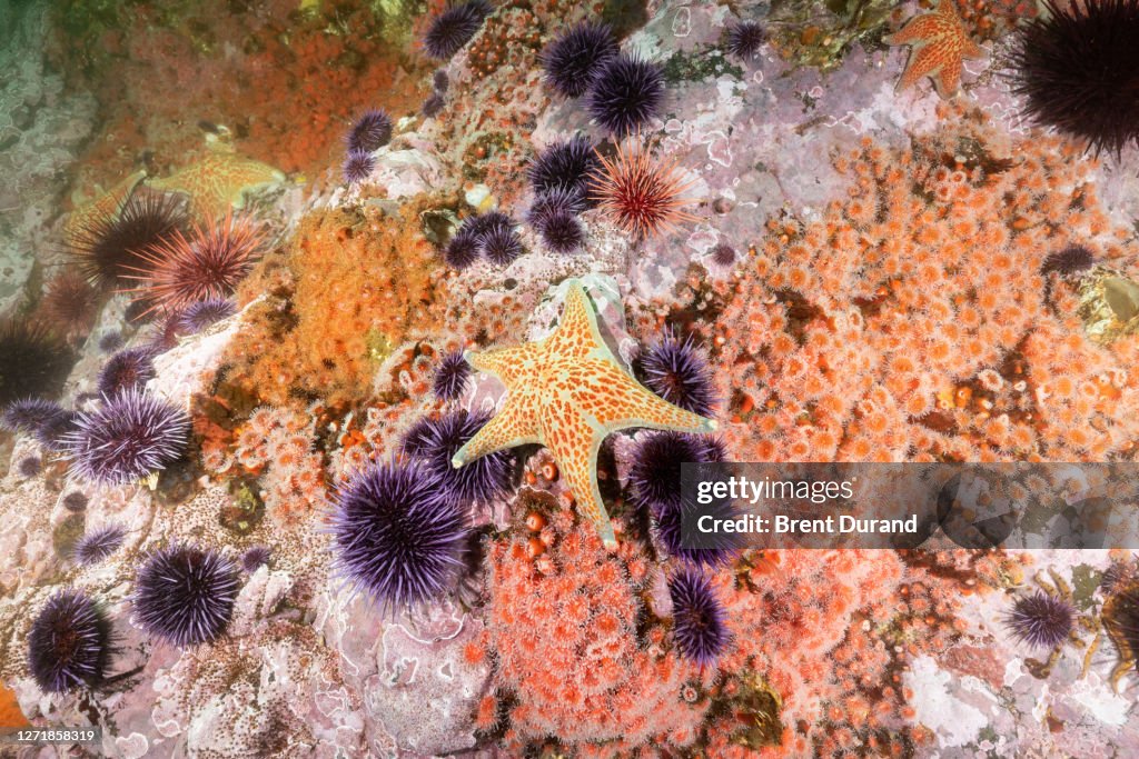Biodiverse Underwater Reef at Van Damme State Park
