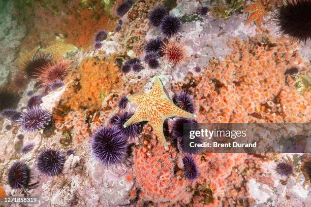 biodiverse underwater reef at van damme state park - leather sea star stock pictures, royalty-free photos & images