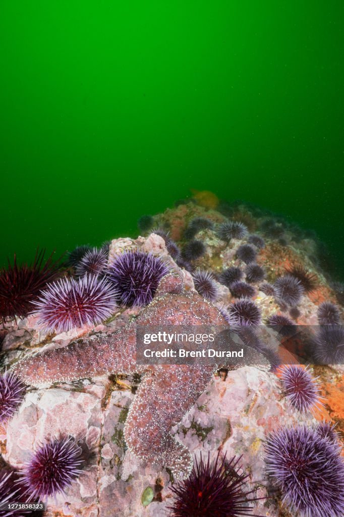 Starfish and Urchin Barren