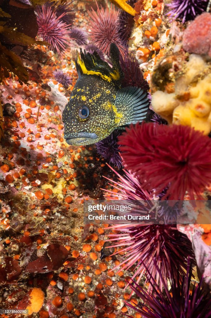 China Rockfish on a Reef