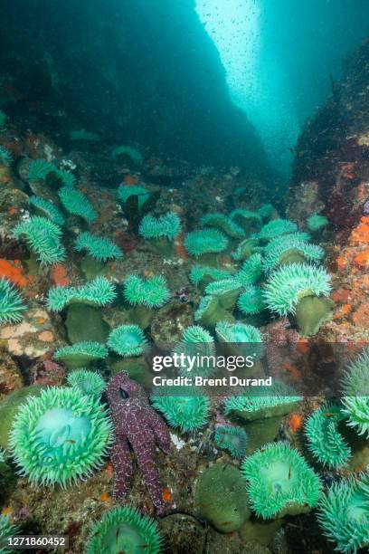 green sea anemones in california - grande anémone verte photos et images de collection