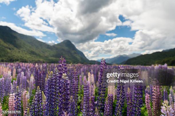 fiordland national park, new zealand - te anau stock pictures, royalty-free photos & images