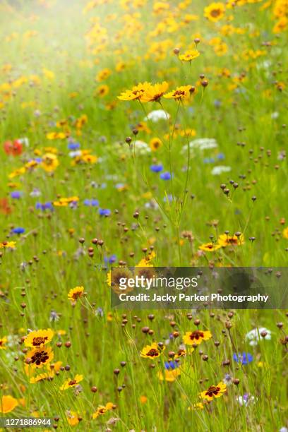 beautiful summer coreopsis flowers in a wildflower meadow also known as tickseed - garden coreopsis flowers stock pictures, royalty-free photos & images