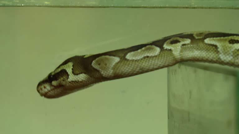 Ball Pythons Videos and HD Footage - Getty Images