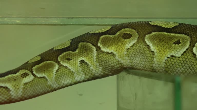 170 Ball Pythons Stock Videos, Footage, & 4K Video Clips - Getty Images