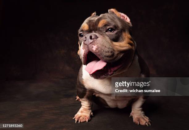american bully dog - purebred dog stock pictures, royalty-free photos & images