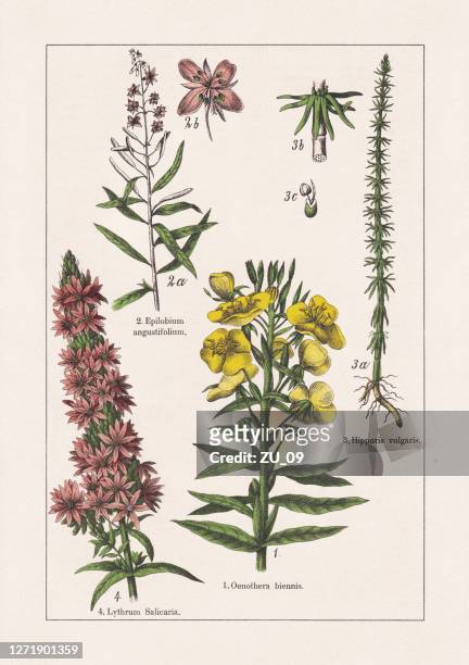 magnoliids, onagraceae, lythraceae, chromolithograph, published in 1895 - fireweed stock illustrations