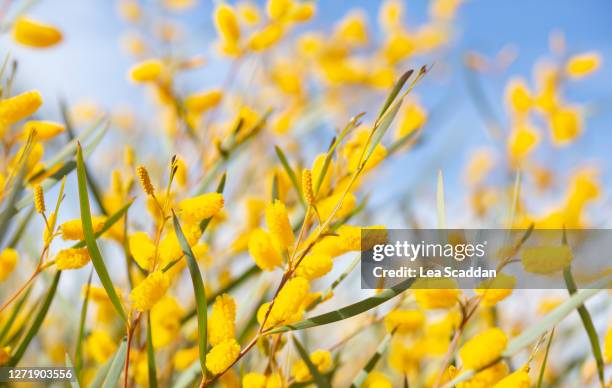 yellow wattle bush - brousse photos et images de collection