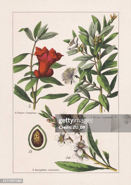 illustrazioni stock, clip art, cartoni animati e icone di tendenza di myrtaceae, lythraceae, rosaceae, chromolithograph, pubblicato nel 1895 - almonds