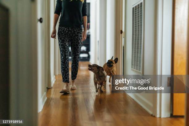woman and dogs walking in hallway at home - following stock pictures, royalty-free photos & images
