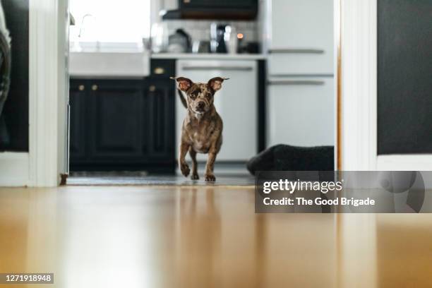 cute dog standing in doorway at home - low angle view room stock pictures, royalty-free photos & images