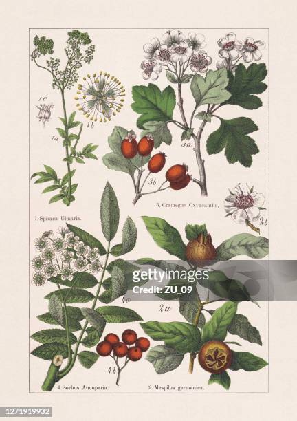 ilustraciones, imágenes clip art, dibujos animados e iconos de stock de rosaceae, cromolitógrafo, publicado en 1895 - hawthorn