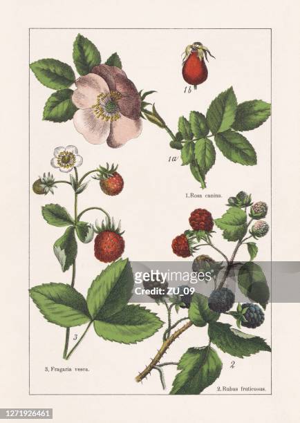 rosaceae, chromolithograph, erschienen 1895 - botany stock-grafiken, -clipart, -cartoons und -symbole