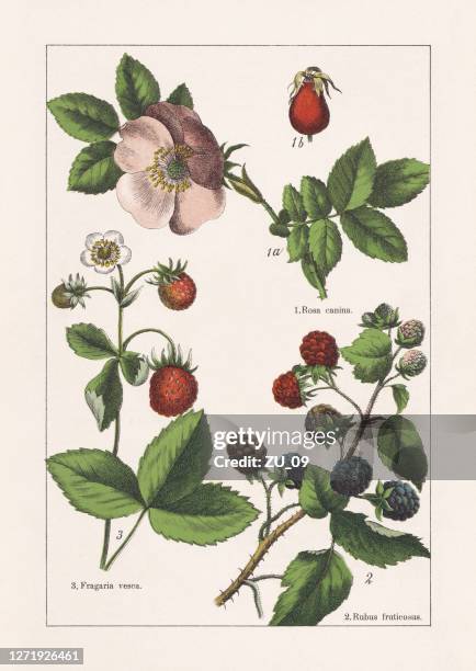 ilustrações de stock, clip art, desenhos animados e ícones de rosaceae, chromolithograph, published in 1895 - botânica ciência de plantas