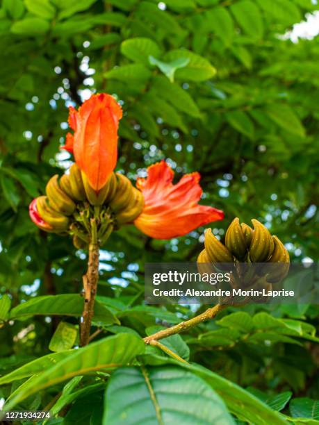 african tulip tree (spathodea campanulata) looks like a bunch of small ripe bananas with orange flowers on their side in medellin, antioquia / colombia - african tulip tree stock-fotos und bilder