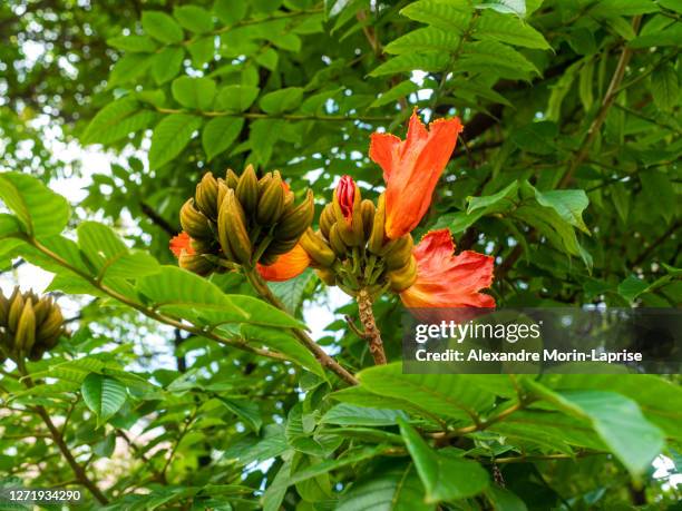 african tulip tree (spathodea campanulata) looks like a bunch of small ripe bananas with orange flowers on their side in medellin, antioquia / colombia - african tulip tree stock-fotos und bilder