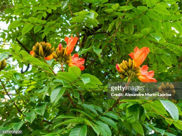 african tulip tree (spathodea campanulata) looks like a bunch of small ripe bananas with orange flowers on their side in medellin, antioquia / colombia - african tulip tree stock-fotos und bilder