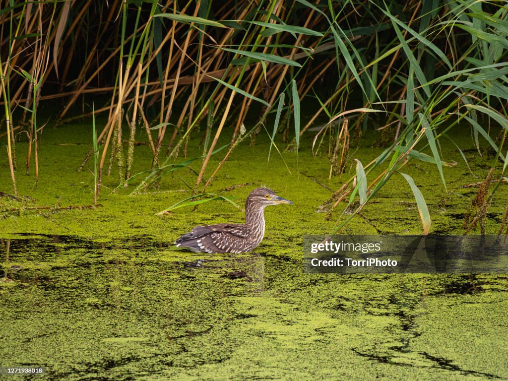 Little heron in pond with duckweed