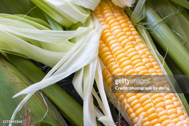 organic corncob - suikermais stockfoto's en -beelden