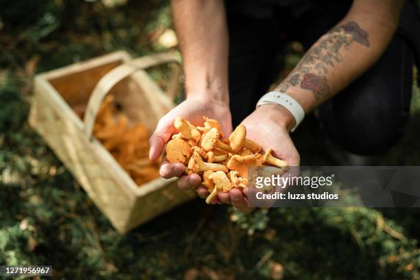 hands full of fresh chanterelle mushrooms - september stock pictures, royalty-free photos & images