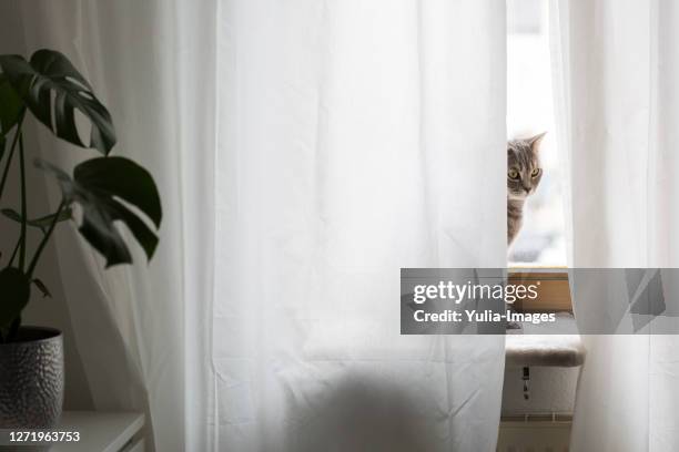 grey tabby cat framed by white curtains - cat window stock pictures, royalty-free photos & images