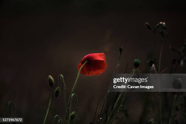 wild poppy growing, last one standing - remembrance sunday stock pictures, royalty-free photos & images