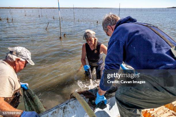 clamming in bull's bay with julie mcclellan, erwin ashley and george couch. - mcclellan stock pictures, royalty-free photos & images