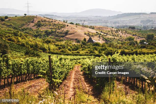 vineyards in rows in the field against blue sky - castilla leon stock-fotos und bilder