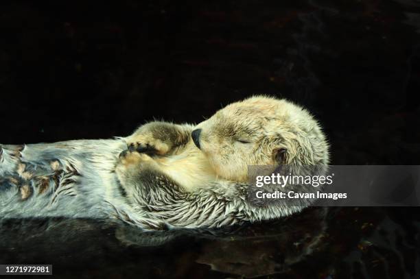 sea otter posing in the water - river otter fotografías e imágenes de stock