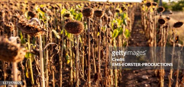 field of dead sunflowers in bulgaria during the drought - dead plant stock pictures, royalty-free photos & images