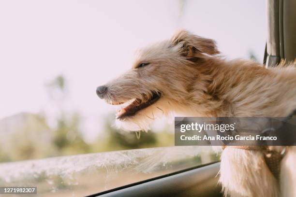 close-up of dog in car - dog car stockfoto's en -beelden