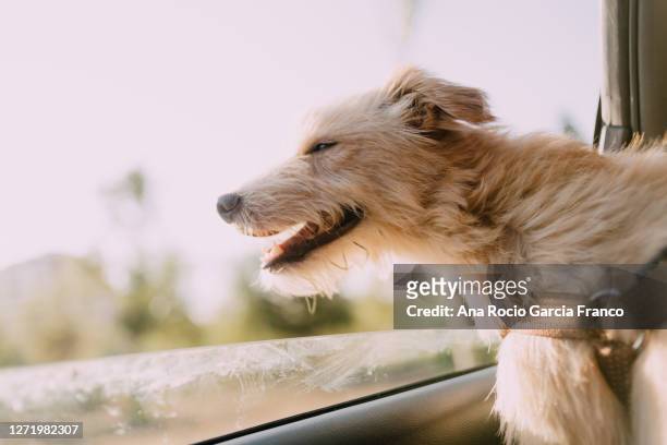 close-up of dog in car - dog relax imagens e fotografias de stock