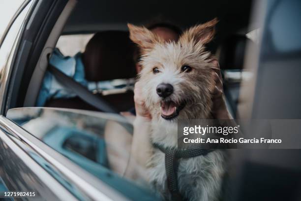a young portuguese podenco dog traveling with is owner in a car - dog car stockfoto's en -beelden