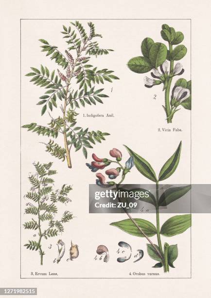 illustrations, cliparts, dessins animés et icônes de fabaceae, chromolithographe, publié en 1895 - famille des légumineuses